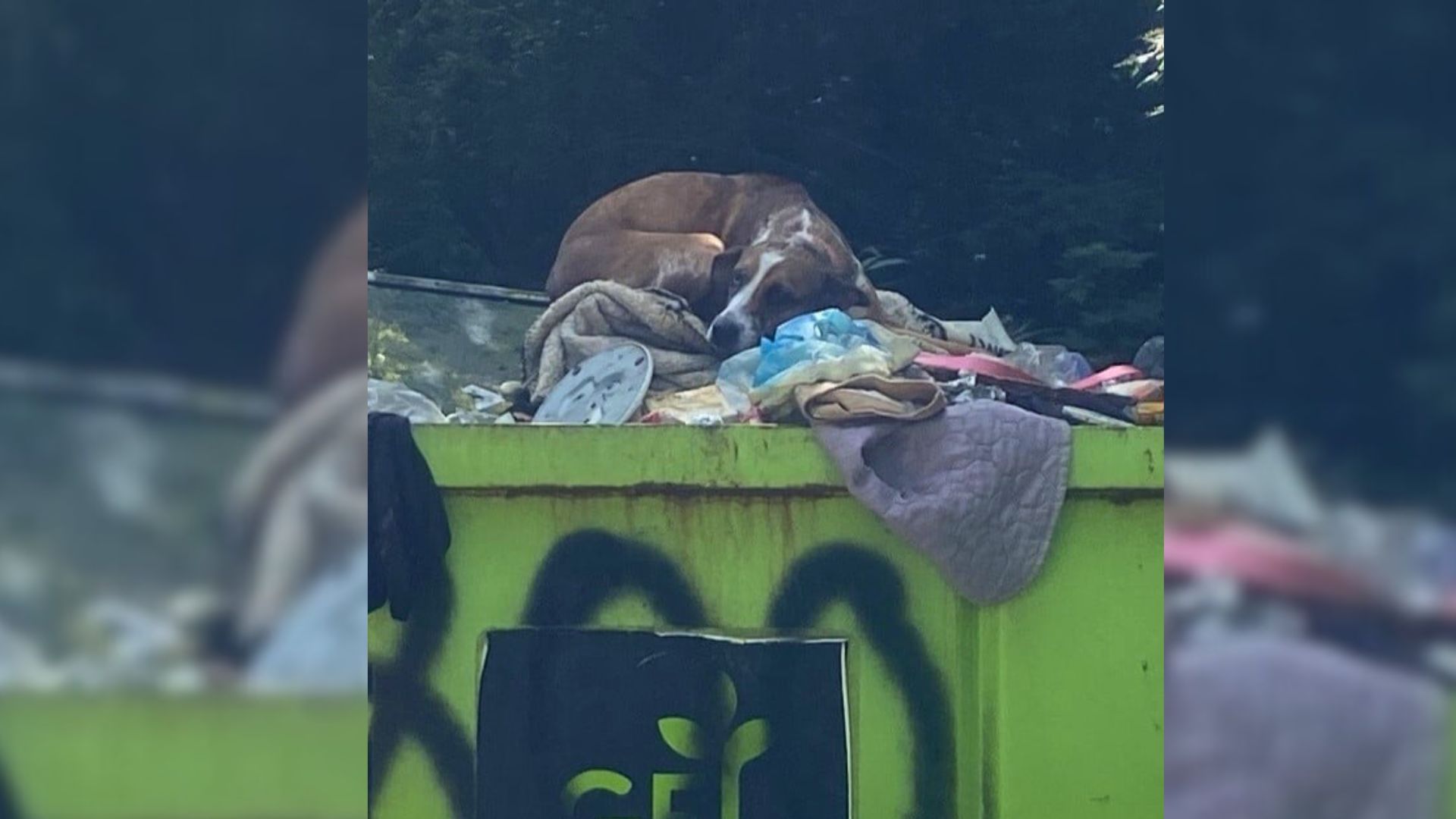 North Carolina Shelter Horrified After Discovering Dog Dumped Like Trash Over Simple Mistake