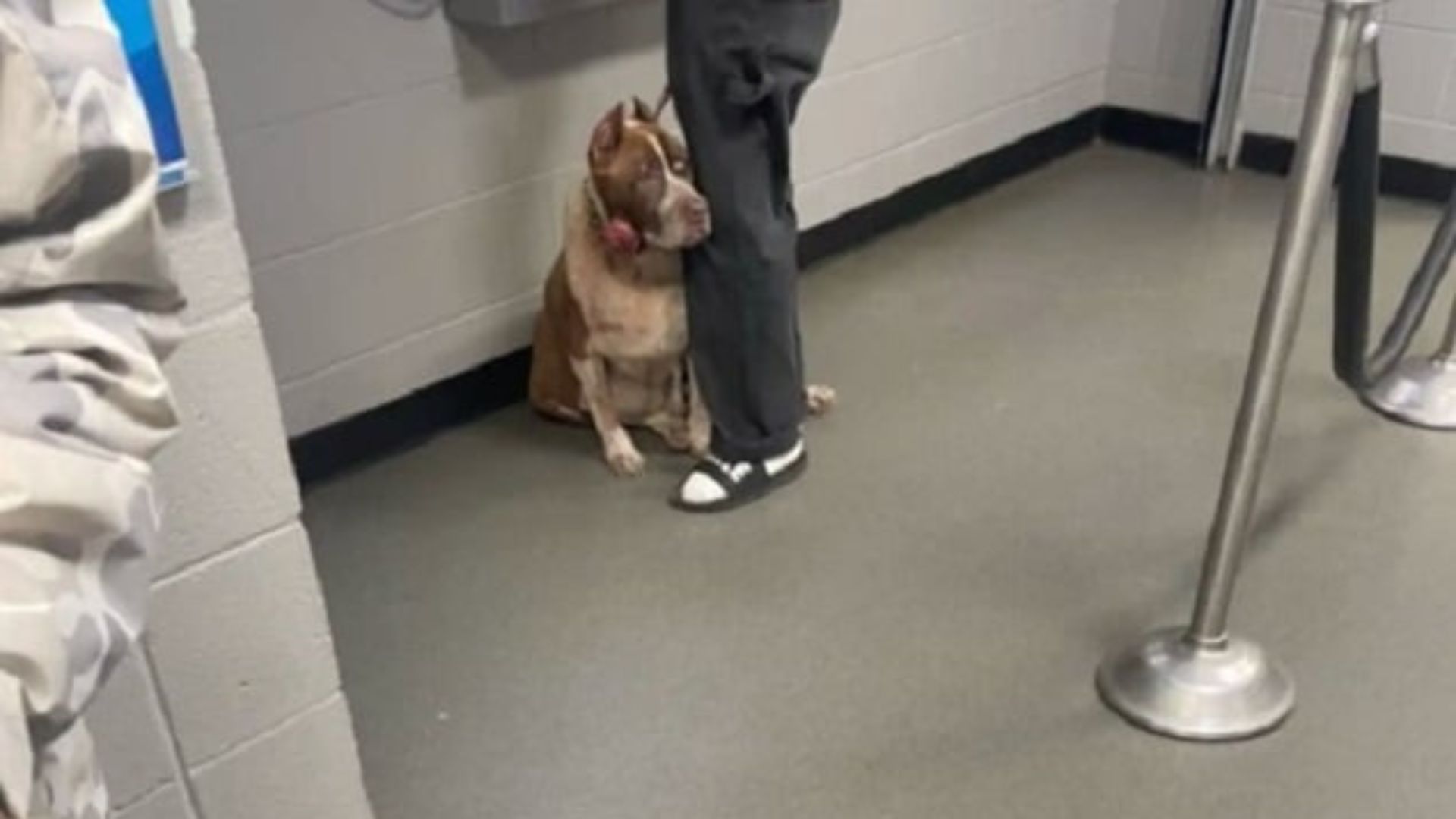 North Carolina Shelter Staff Watch In Shock As Eighteen-Year Companion Begs Not To Be Left Behind