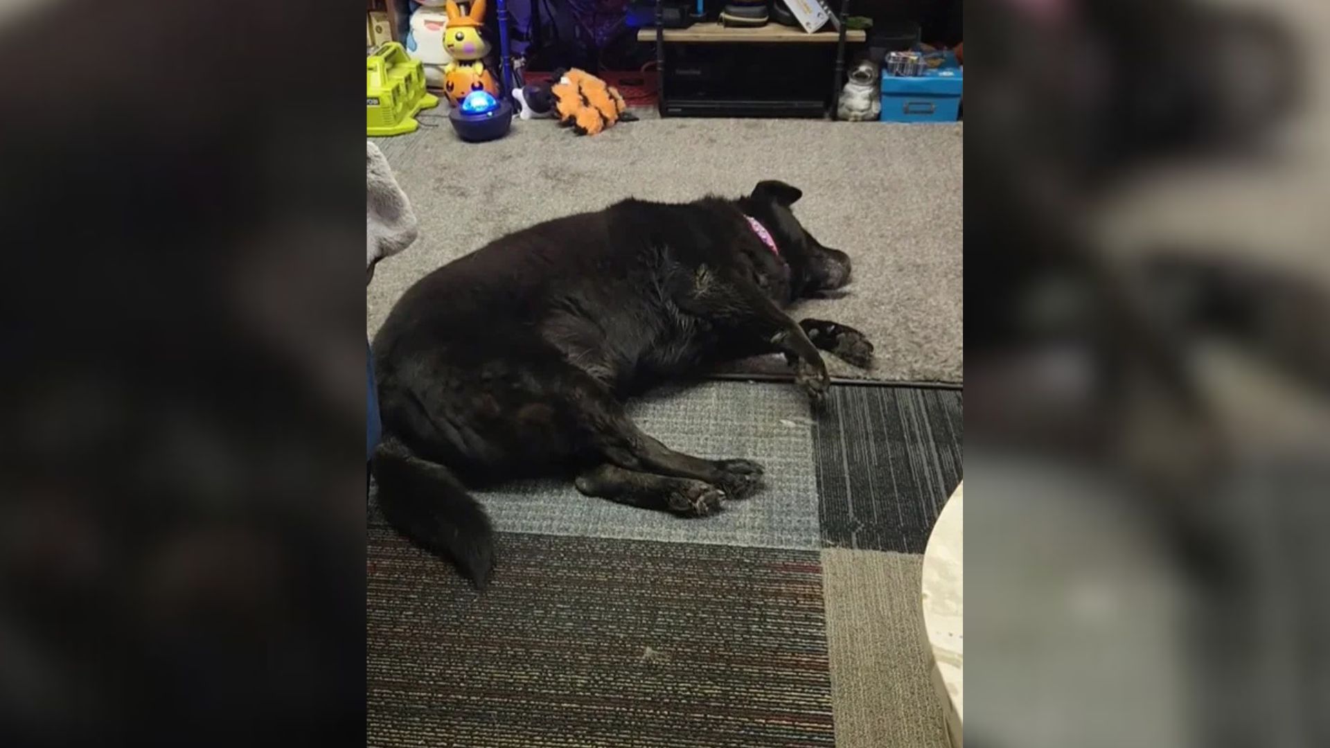 Ohio Dog’s Arrival At A Cat Rescue Reveals A Past More Heartbreaking Than Anyone Could Imagine