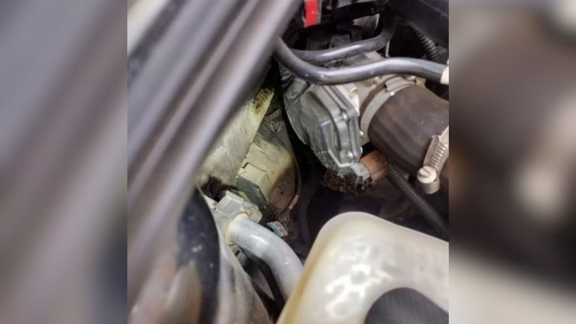 Ohio Family Shocked To Find Tiny Passenger Hiding Inside Their Engine