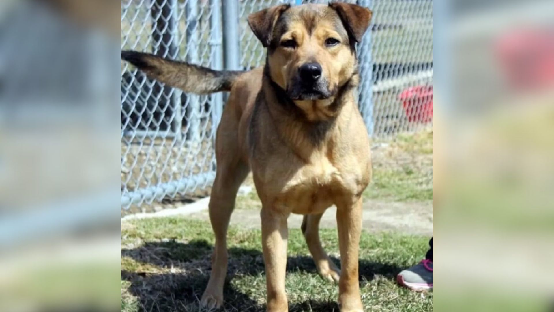 The sad dog stands and waits