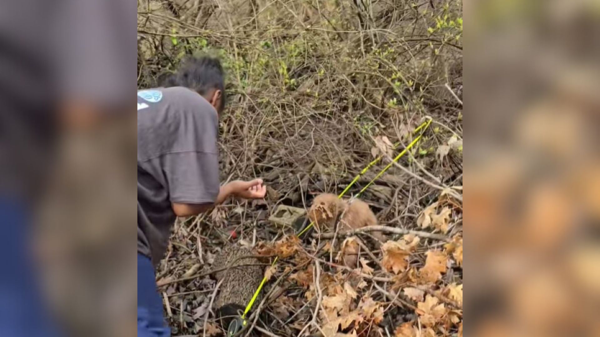 woman and dog in bush