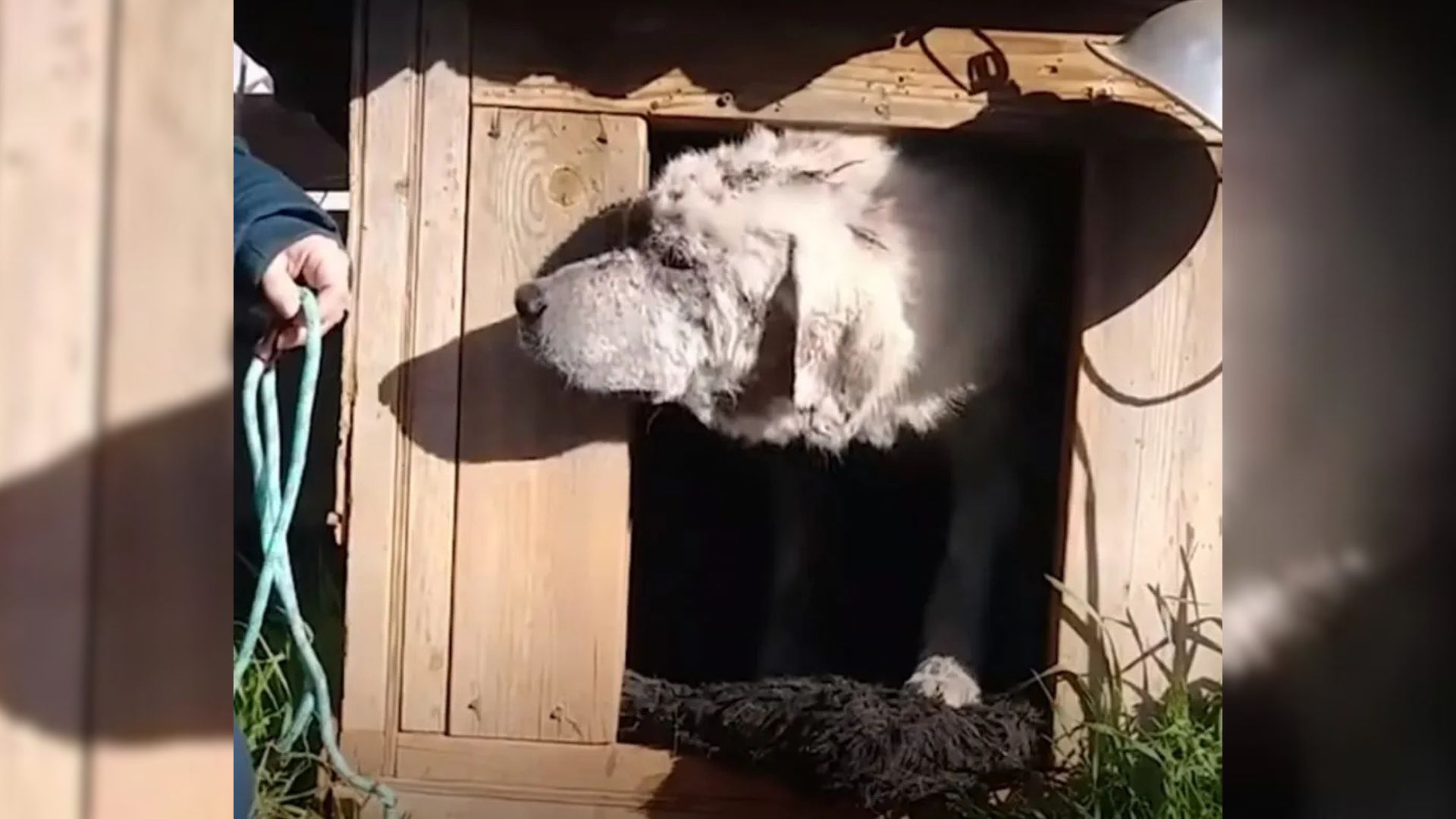 Oklahoma Dog Left Behind In A Doghouse Finds His Forever Mom Against All Odds