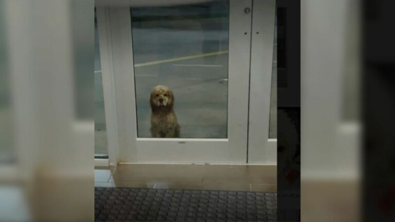 dog in front of gym