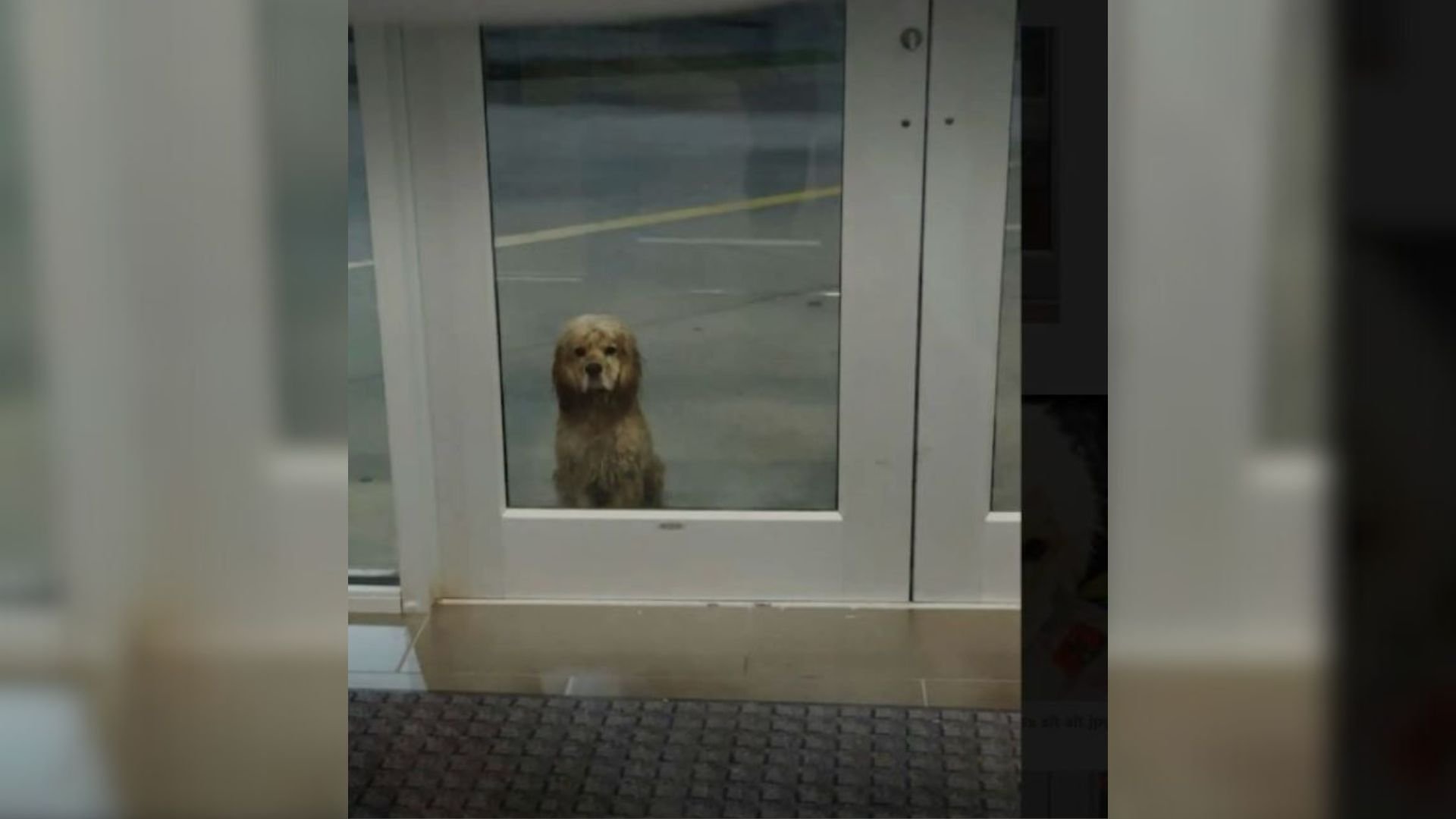 Oklahoma Pup Was Waiting Outside The Gym In The Pouring Rain And Then His Luck Changed
