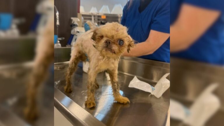 tiny old dog