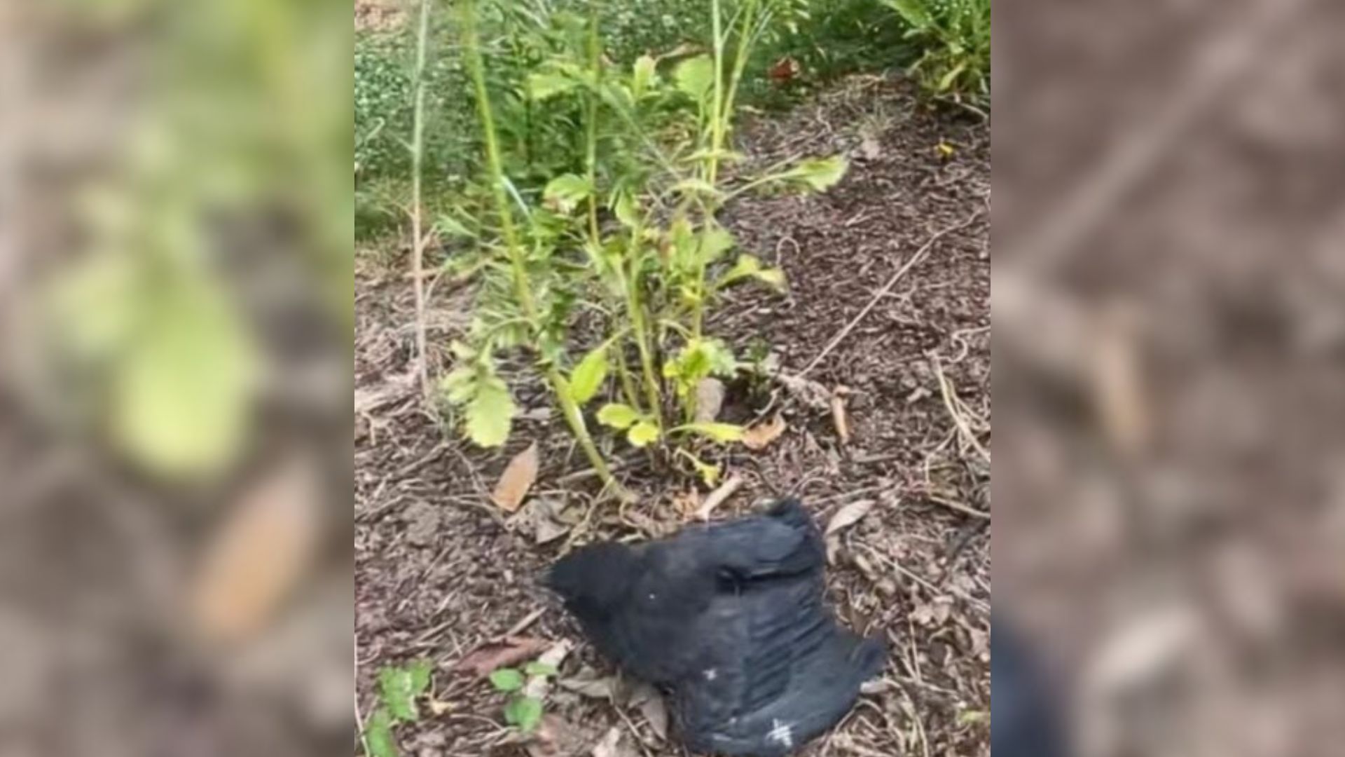 Oregon Owner Who Rescued Injured Crow Gets Shocked When Her Dog Forms Unlikely Friendship