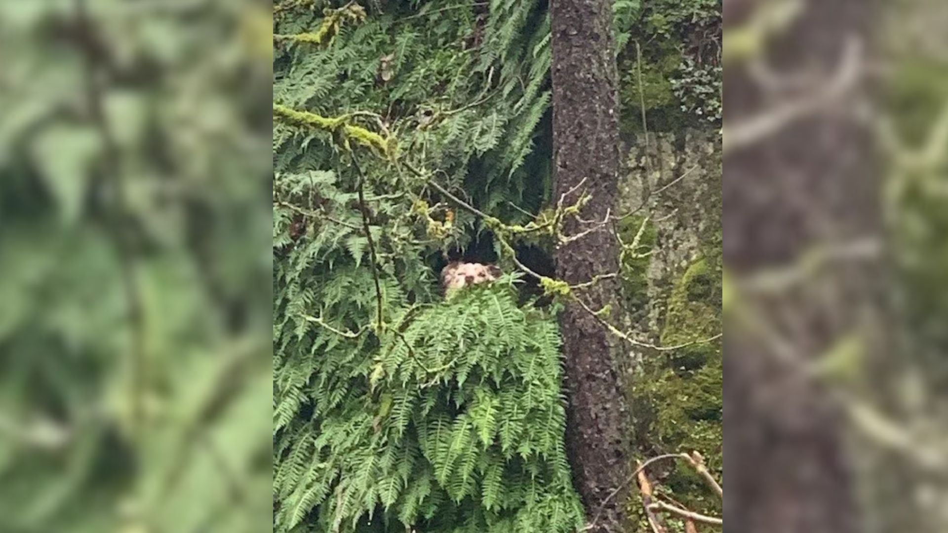 Oregon Trail Adventure Takes A Dramatic Turn When A Curious Dog Slips Into Danger