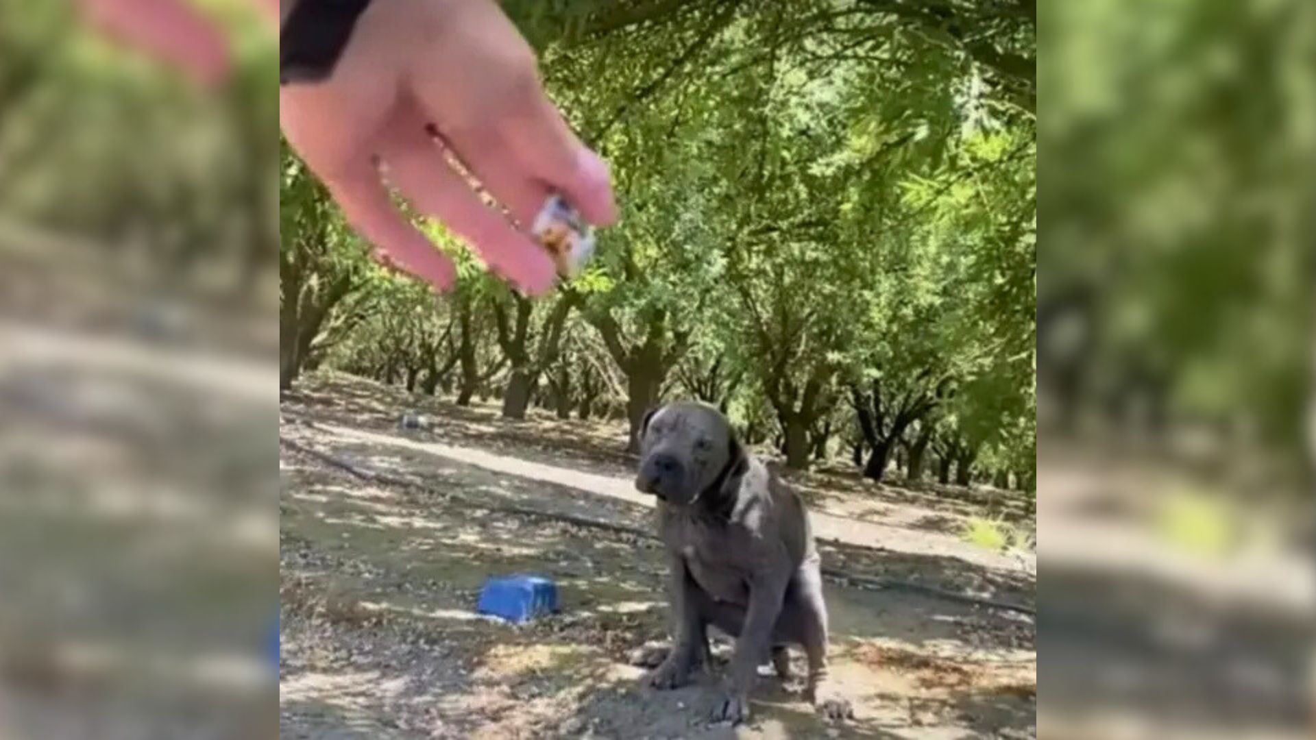 The dog is sitting and waiting for a treat