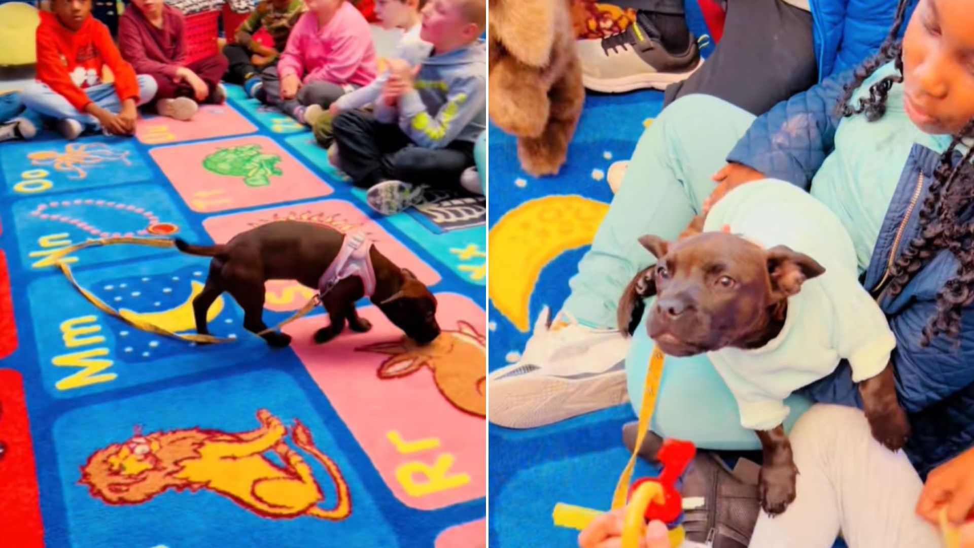 Over 110 Puppies Were Fostered By A First Grade Class In Pennsylvania And The Results Were Incredible