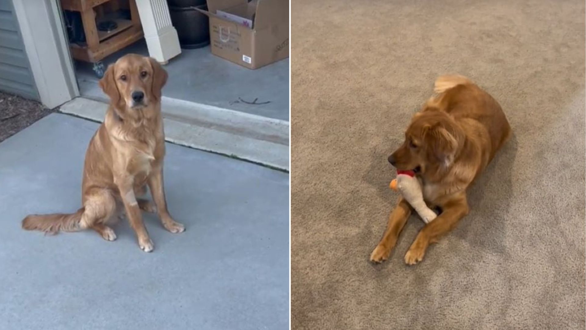 Owner Fears The Worst When His Dog Starts Limping, But A North Carolina Clinic Uncovers A Surprise