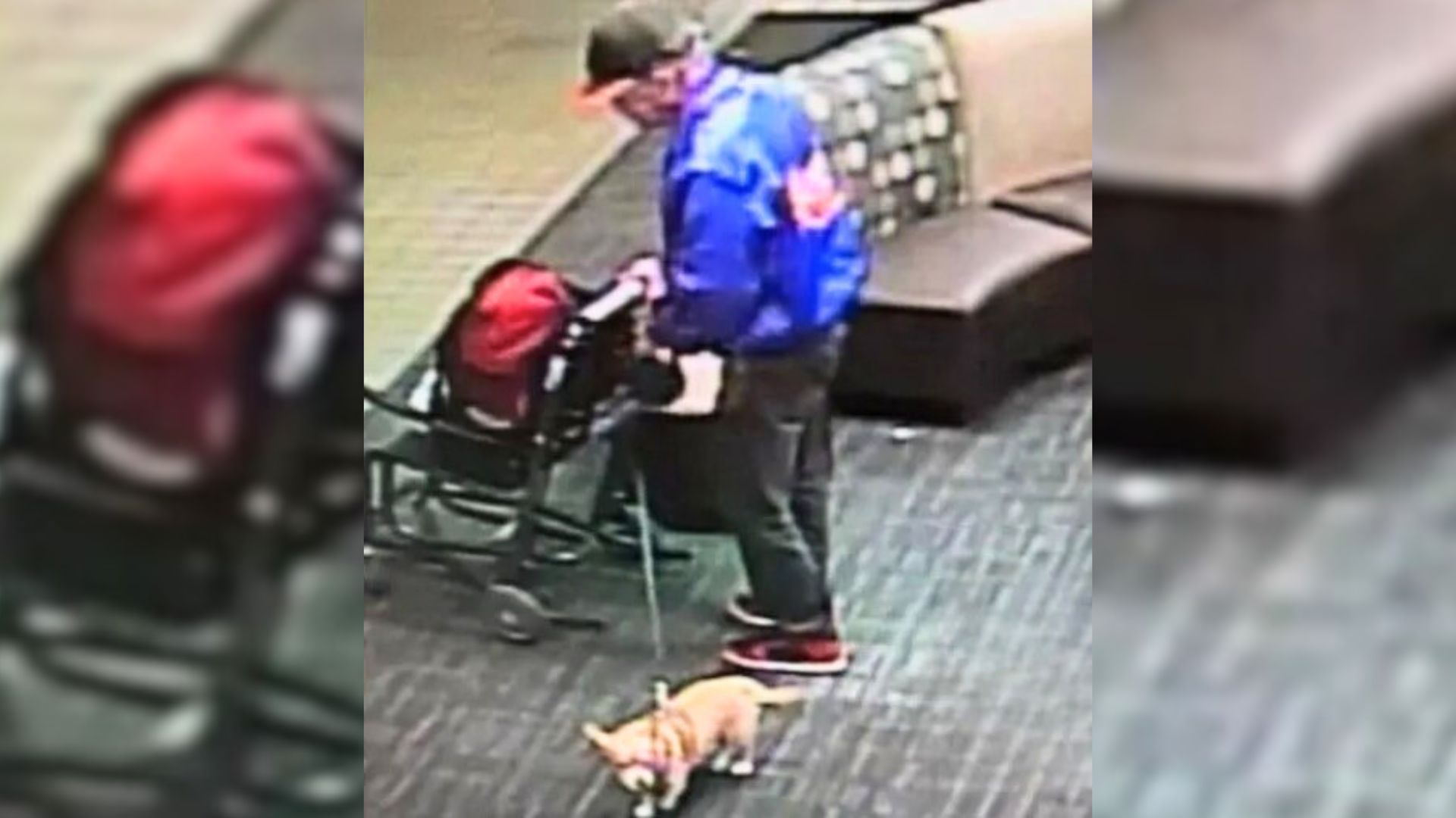 Pennsylvania Chihuahua’s Abandonment At Airport Sparks Emergency Police Rescue