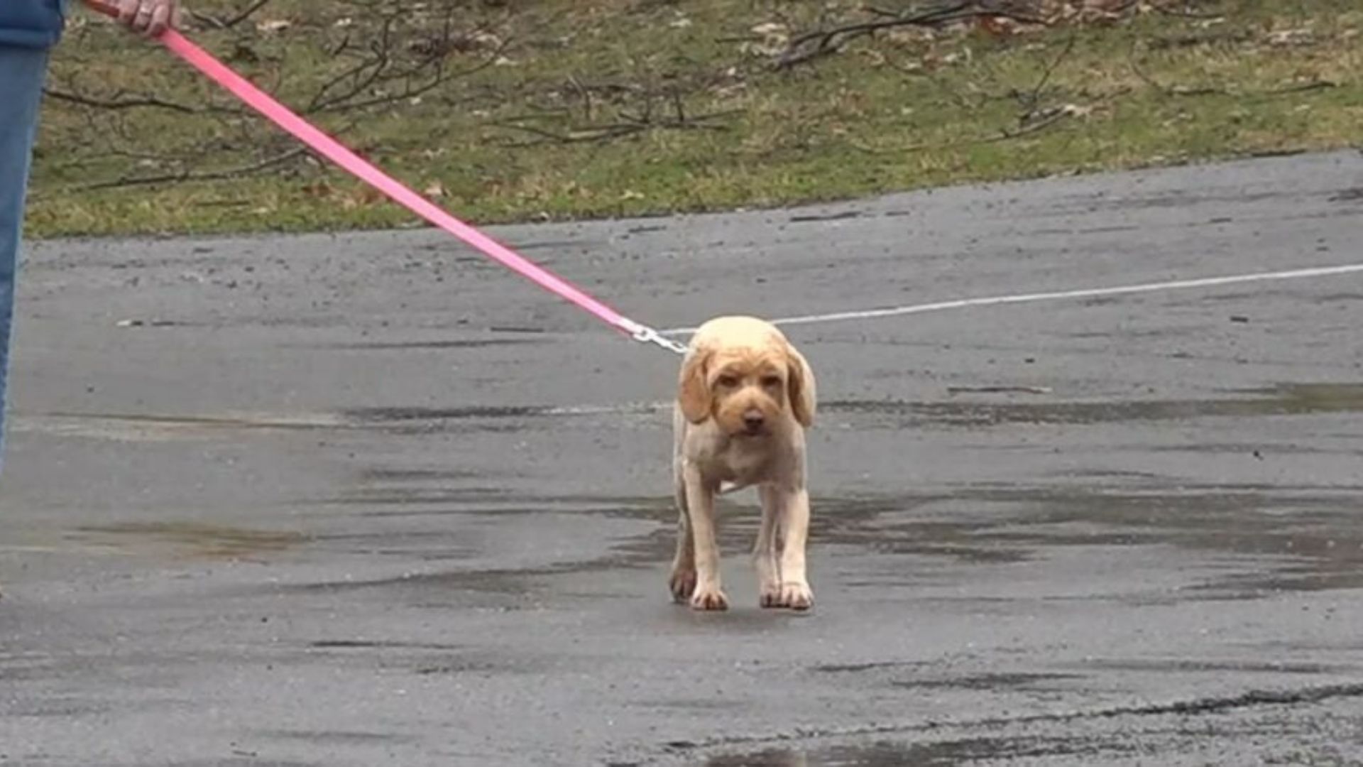 Pennsylvania Dog Vanishes From Groomer And Leaves Family Searching For Months