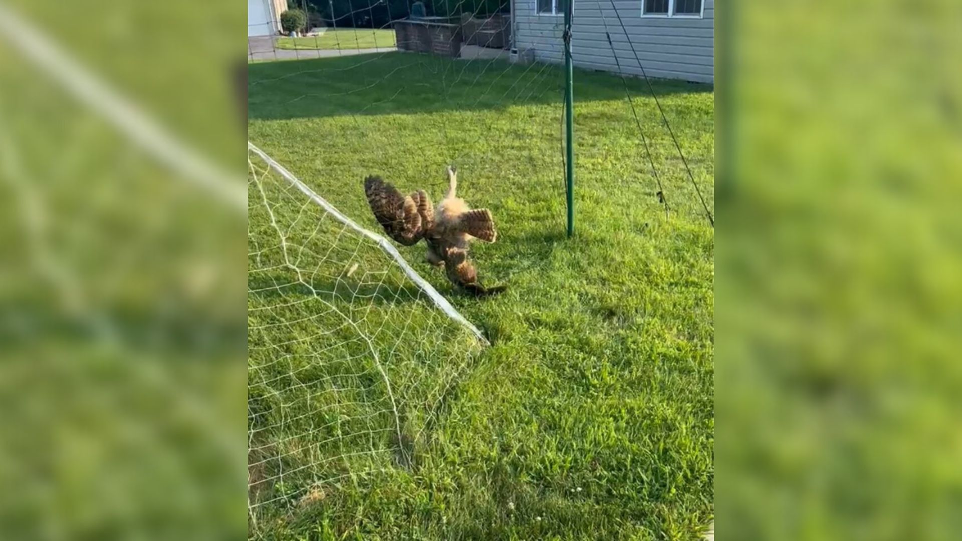 Pennsylvania Neighbors Rush To Help When A Distressed Figure Appears Tangled In The Backyard