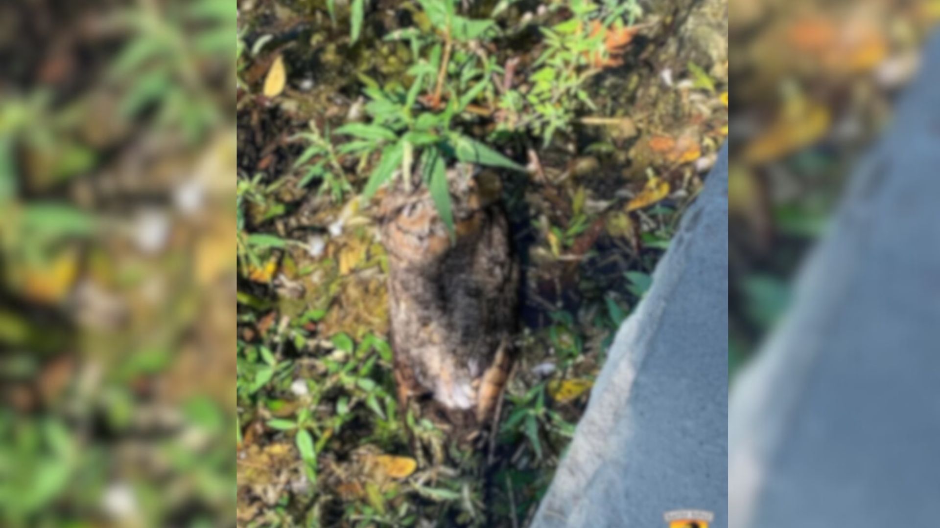 Pennsylvania Officer Rescues Struggling Animal From A Lake After Frantic Call For Help