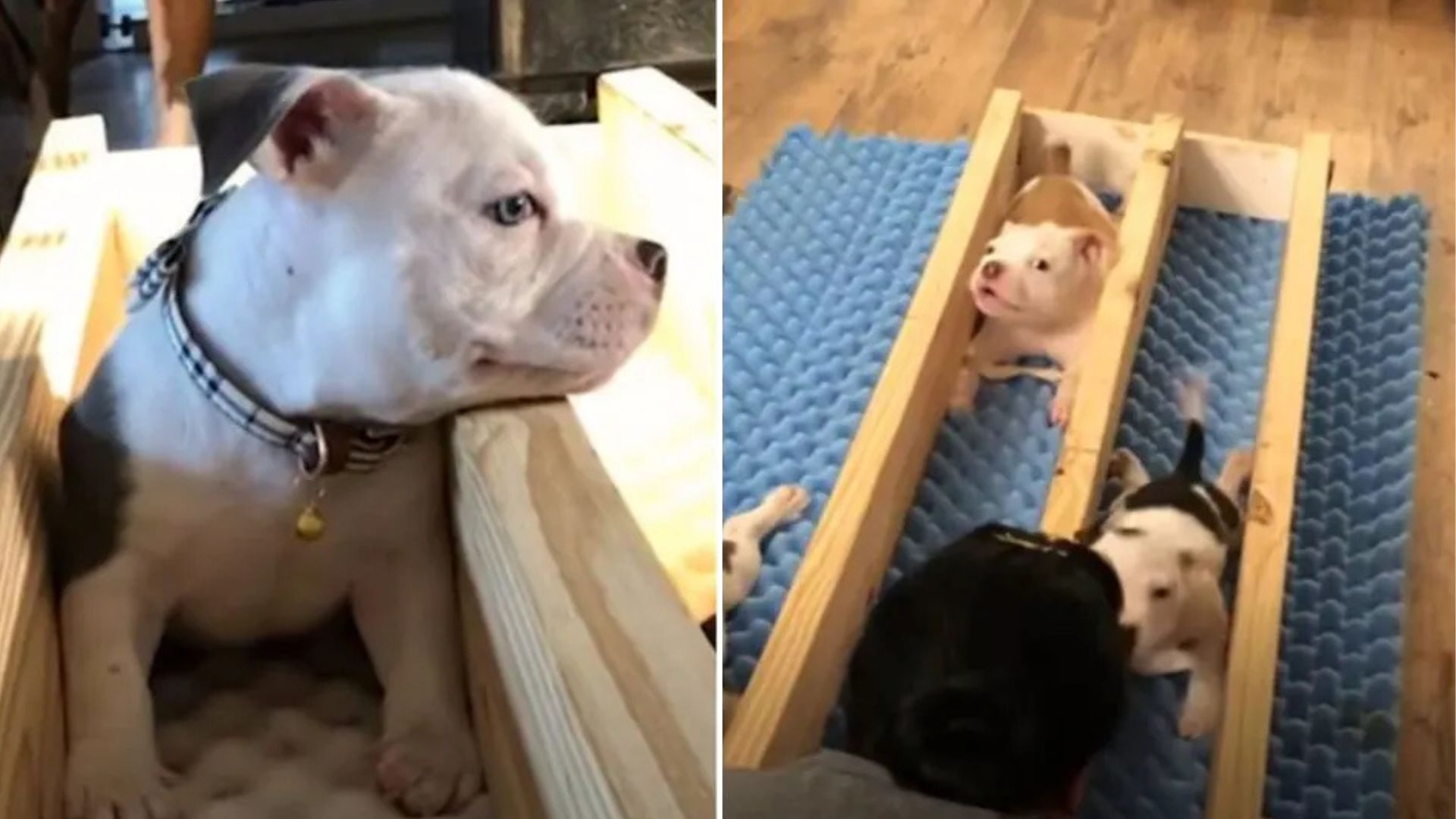 Pennsylvania Pittie Fights To Heal After His Owner Rejected Him For Devastating Reasons