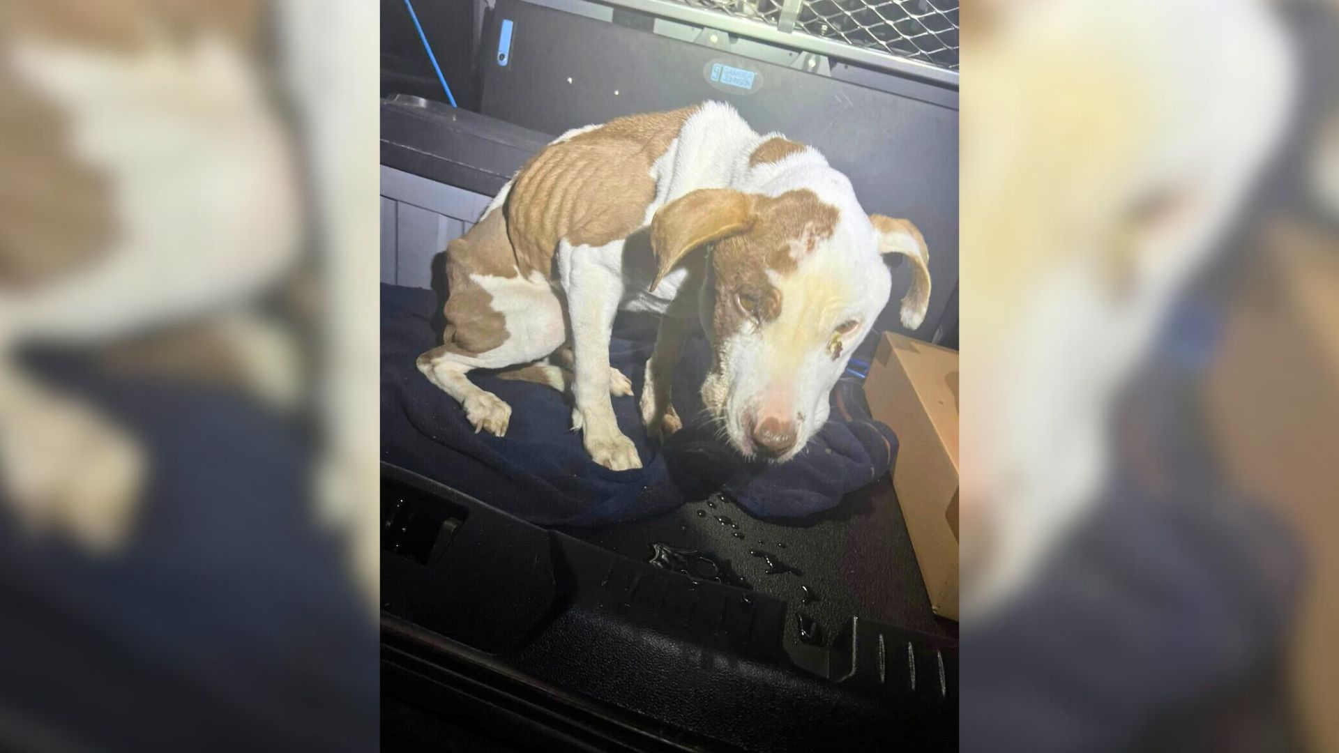 Pennsylvania Police Officer’s Routine Day Turns Into A Race To Save A Pup On The Brink Of Collapse
