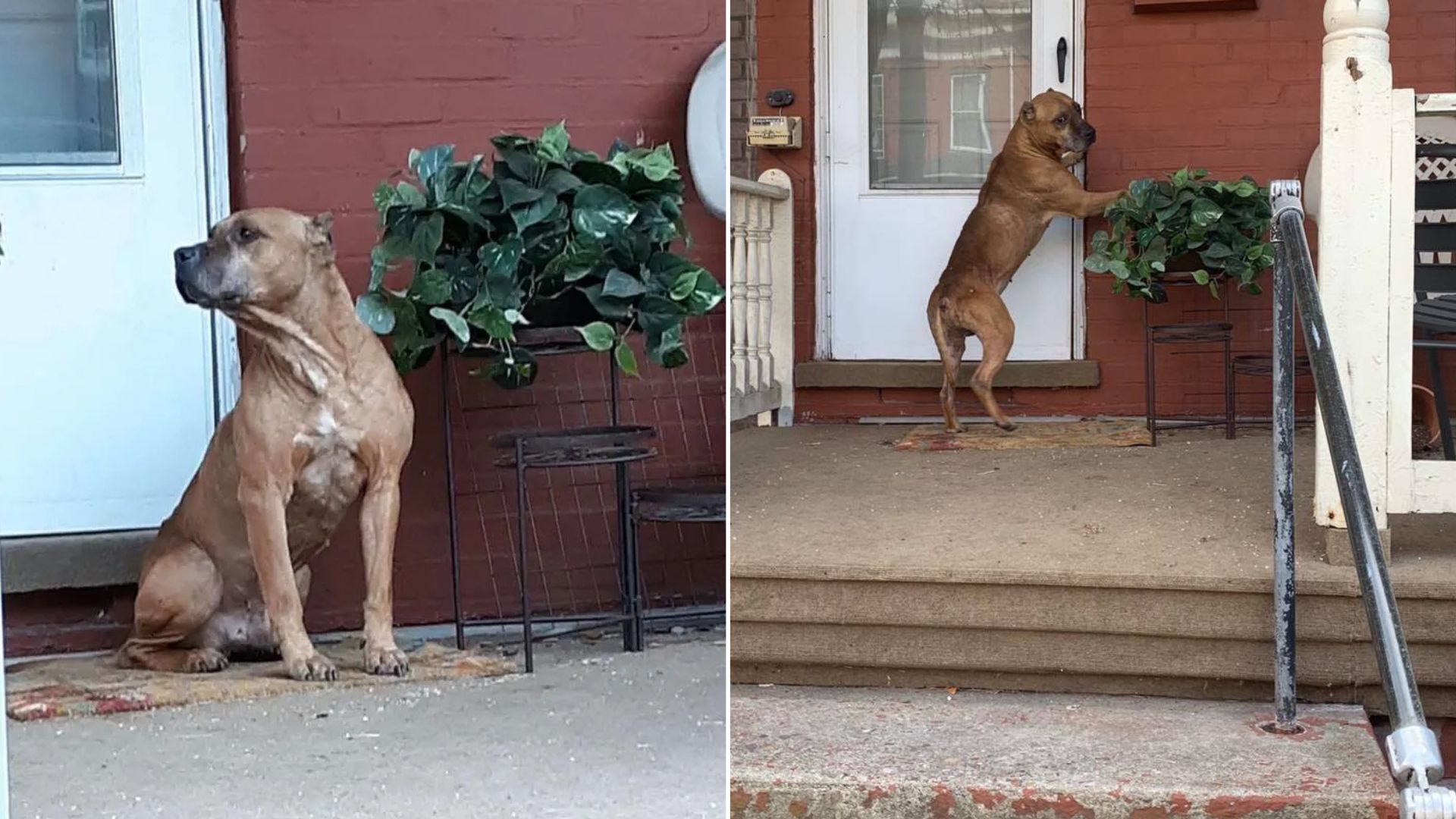Pennsylvania Pup Clings To His Old Home, Waiting For A Family That Never Returns