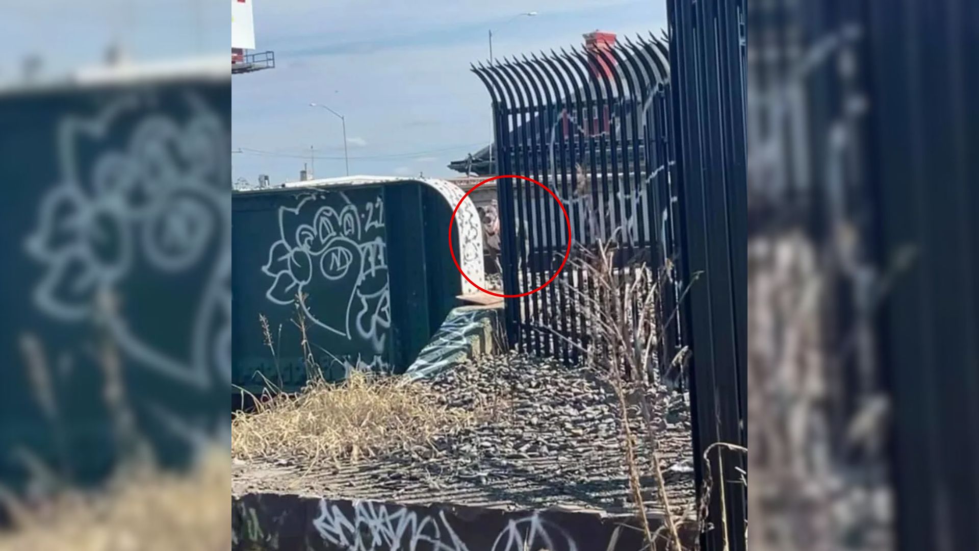 Pennsylvania Rescue Story Shows How Far One Woman Will Go To Protect A Life In Peril