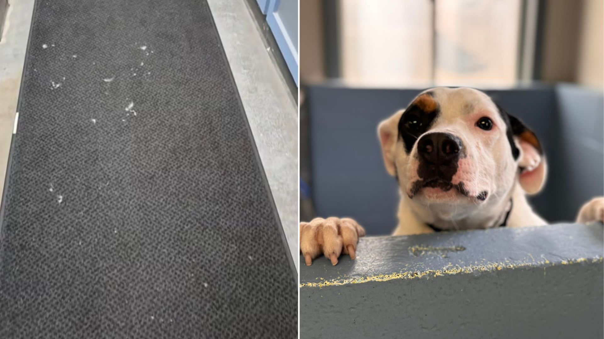 Pennsylvania Shelter Workers Notice Odd Items Spilling From A Kennel And Race To See What’s Going On