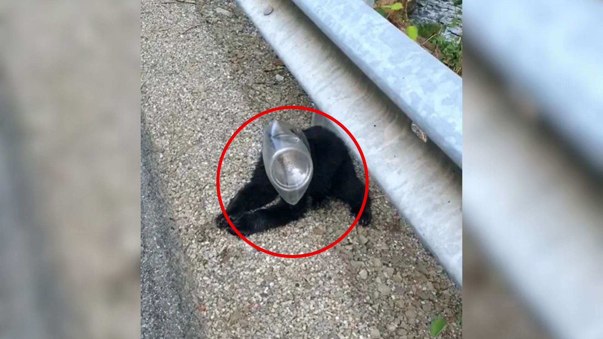 Pennsylvania Woman’s Roadside Surprise Turns Into A Beautiful Act Of Kindness