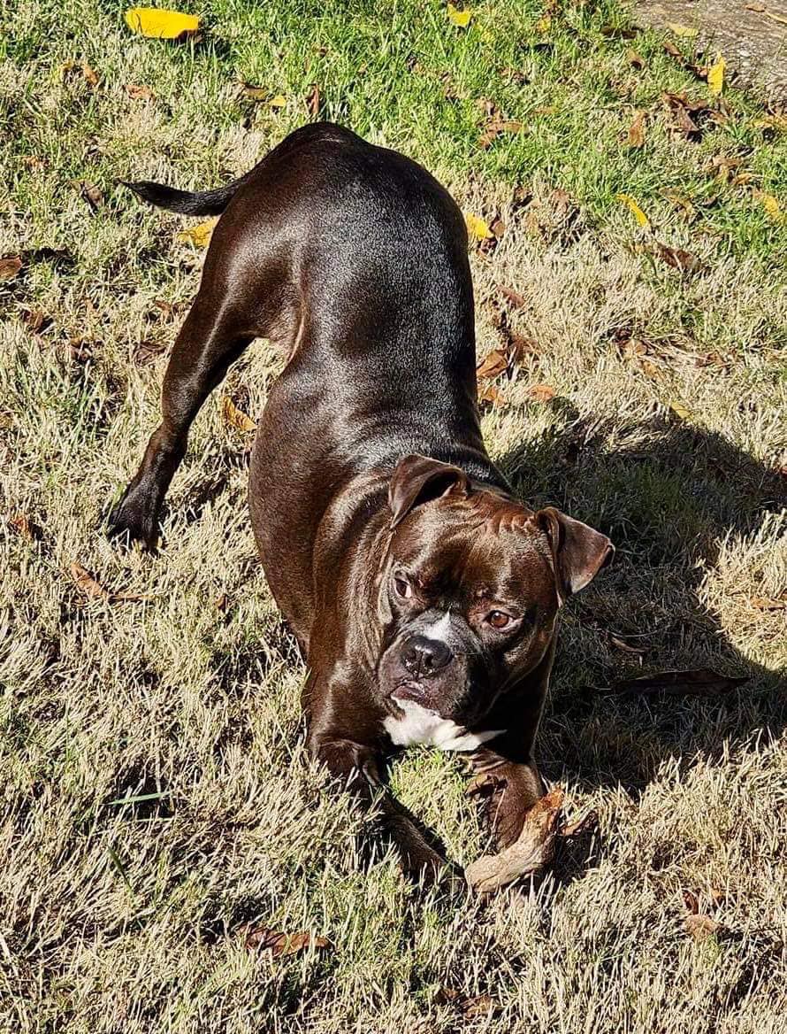 Pit bull leaning on its front paws