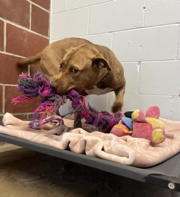Pit bull playing with rope