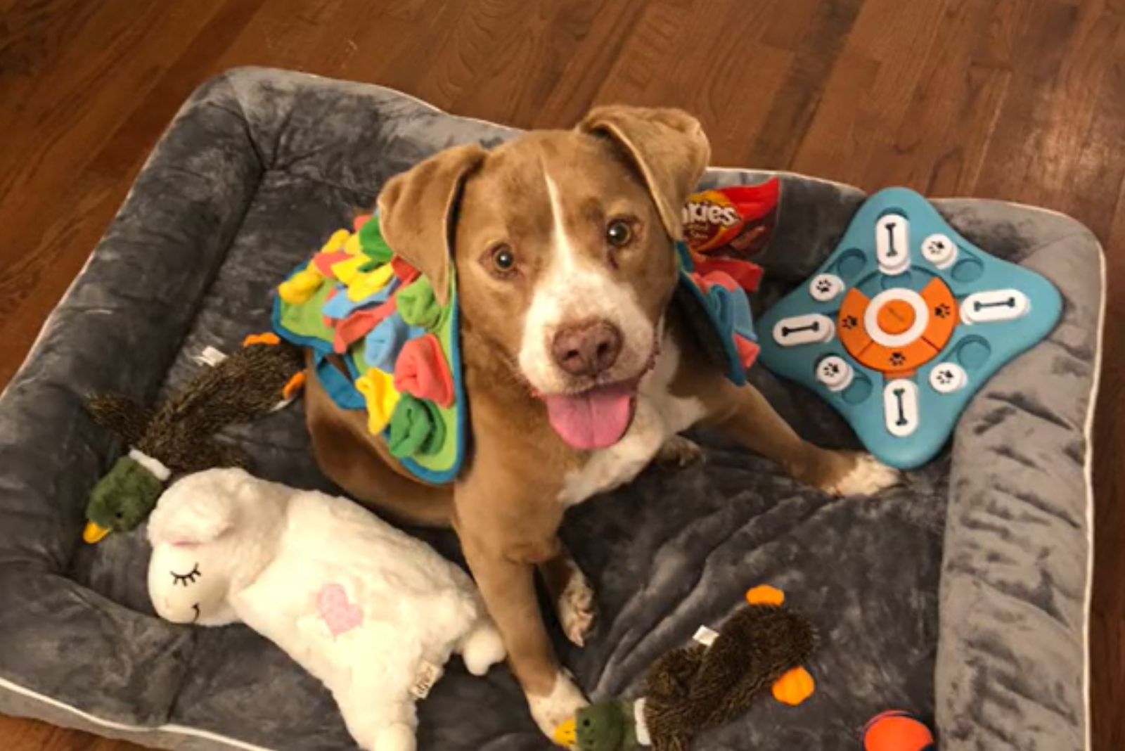 Pit bull playing with toys