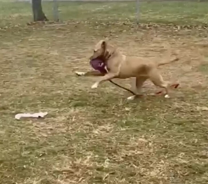 Pit bull running with a toy in its mouth