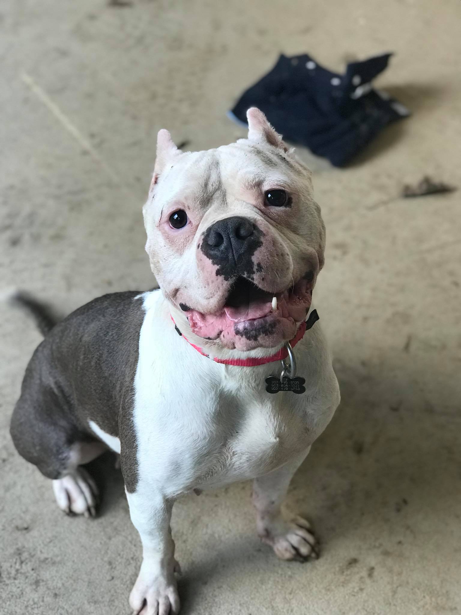 Pit bull sitting and looking at the camera