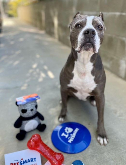 Pit bull sitting next to toys