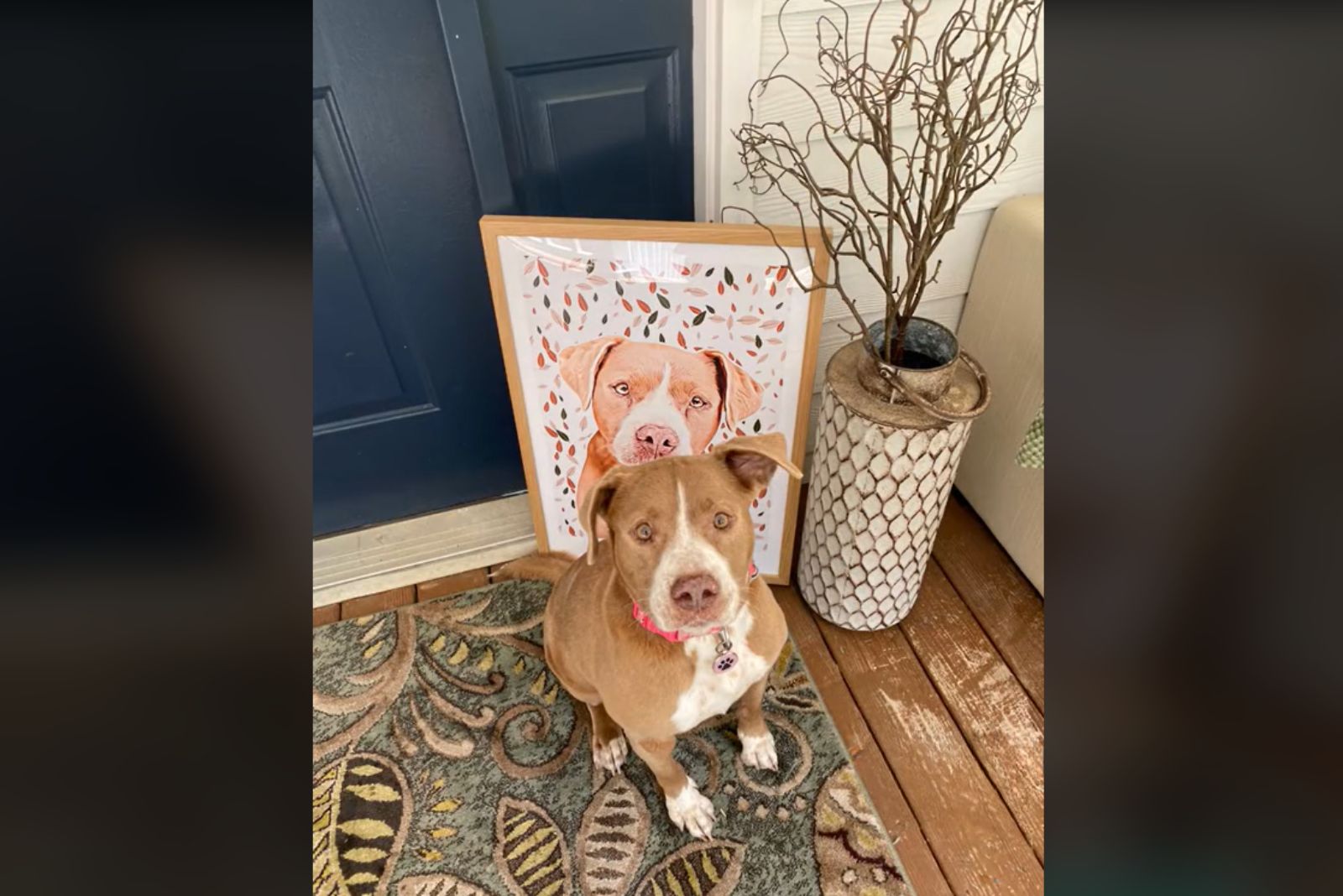Pit bull sitting on the carpet in front of his portrait
