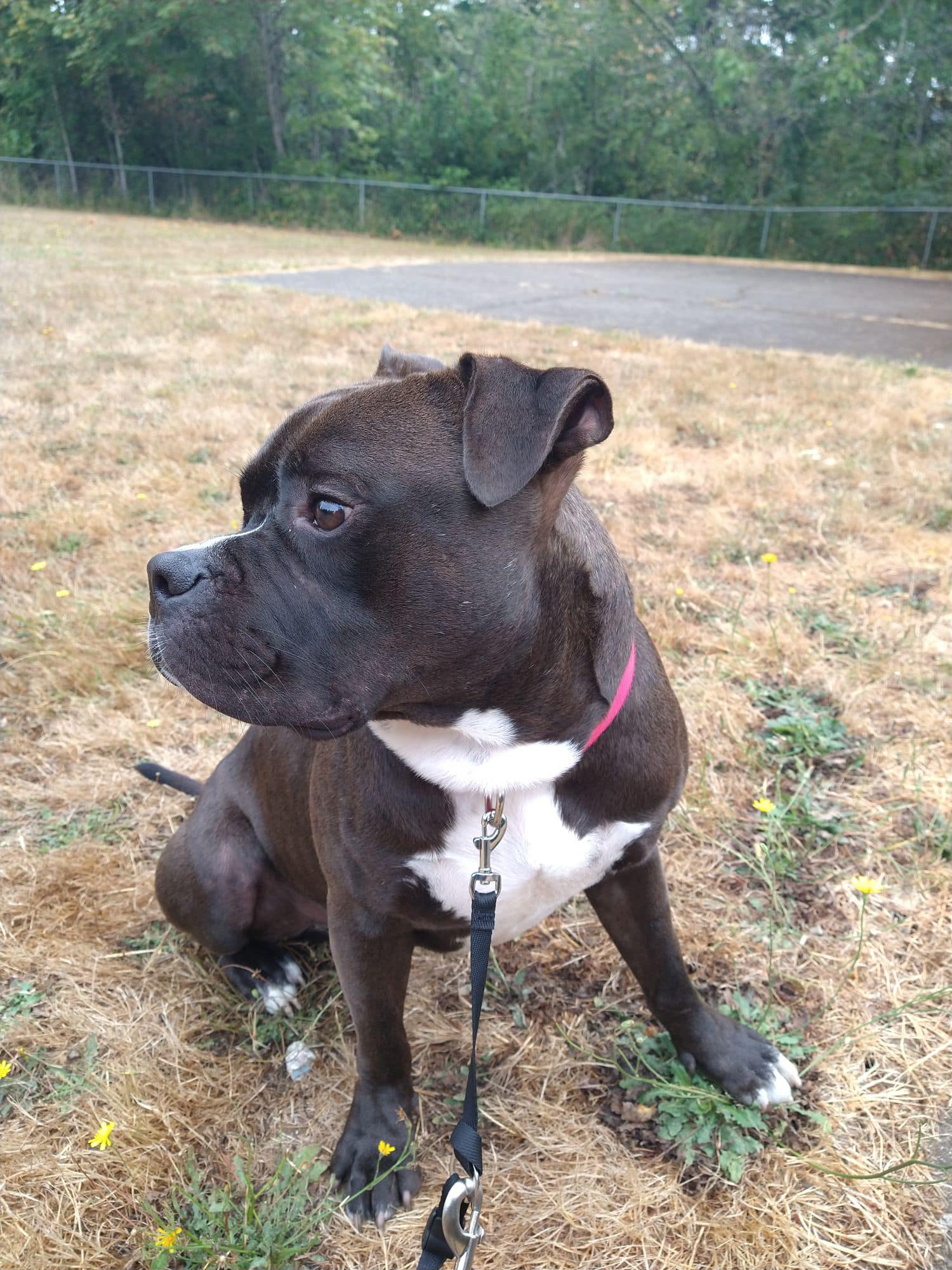 Pit bull sitting on the grass and looking to the side
