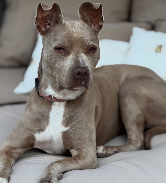 Pitbull lying on the bench