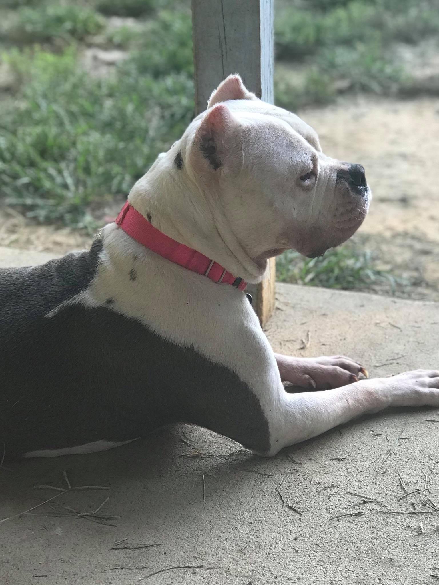 Pitbull lying on the sidewalk