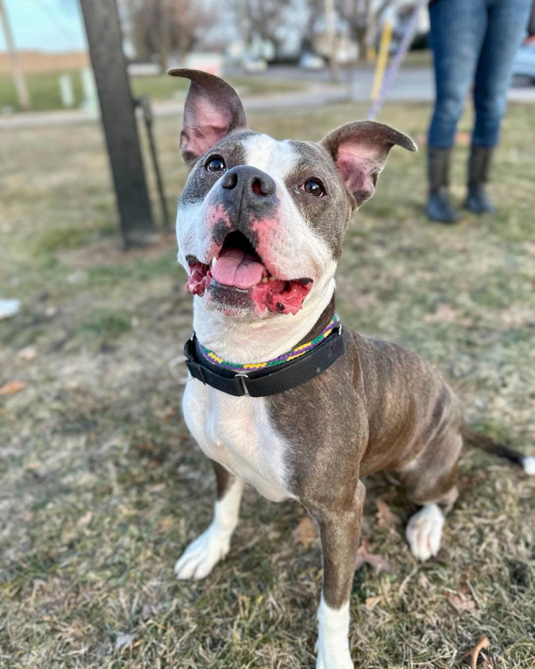 Pitbull sitting on the grass