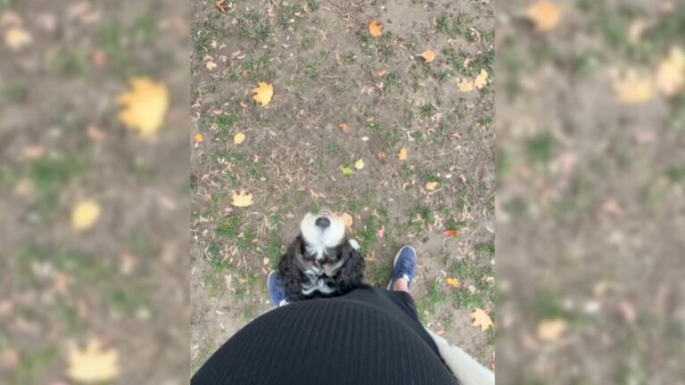 pregnant woman and dog