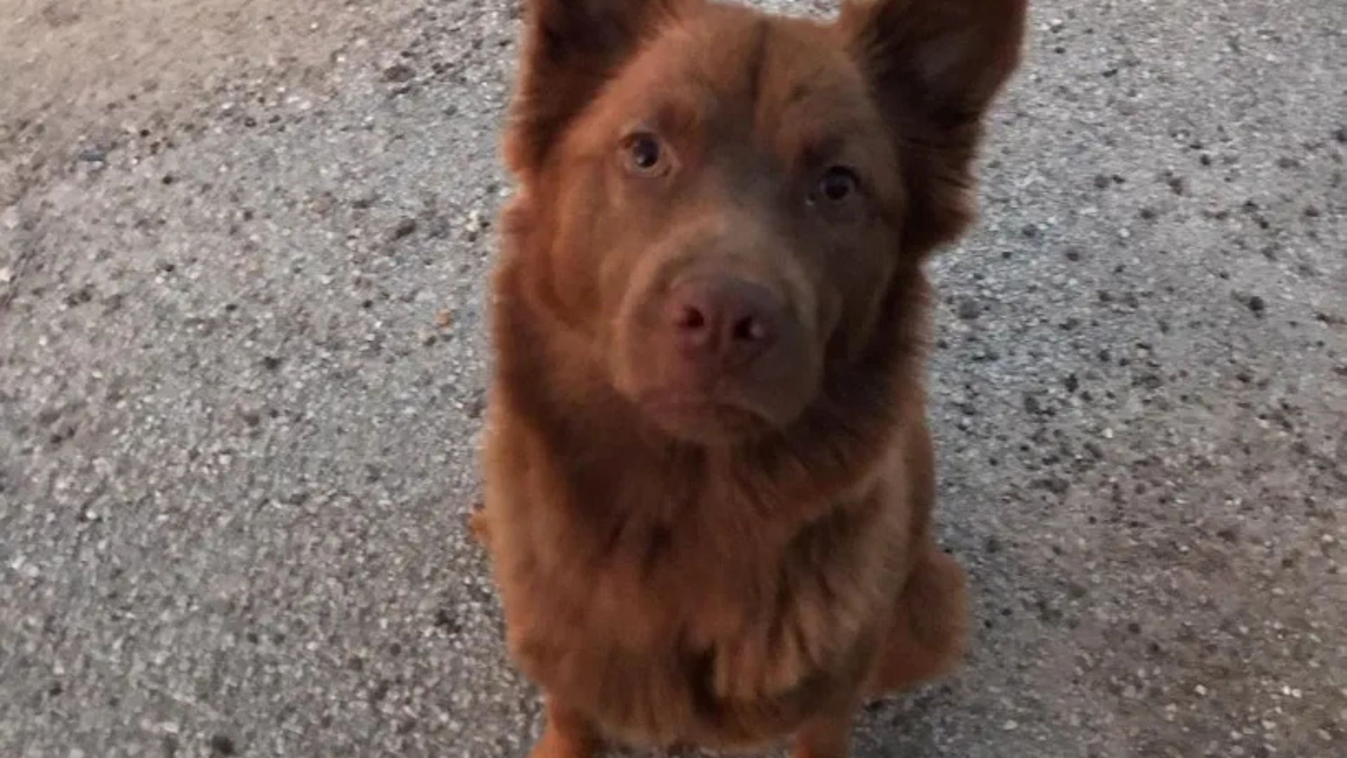 Pup Found By Texas Boat Dock Shocks Rescuer With The Secret She’s Been Hiding