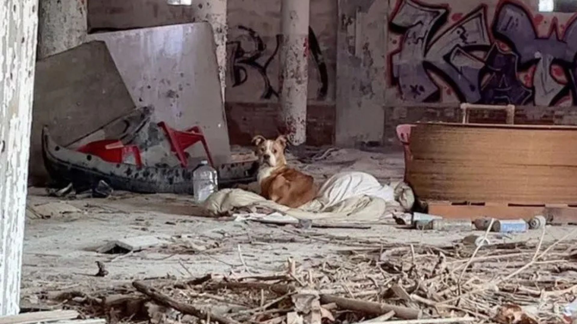 Pup Huddled In A Decaying Building In Missouri Tries To Stay Warm As Help Finally Arrives