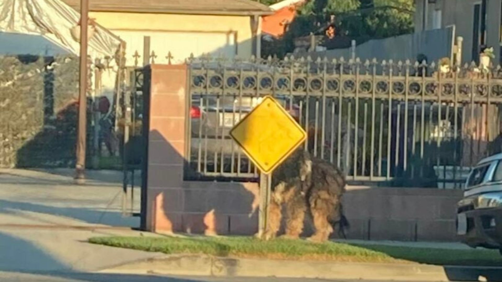 Pup Hurled Onto Busy California Road Waits In Terror As Cars Speed Past