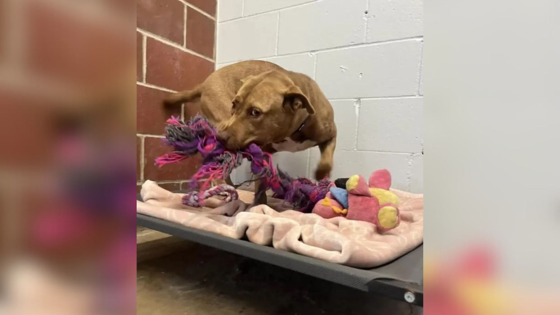 Pup Left Alone At Illinois Adoption Event Starts Playing With Imaginary Friends