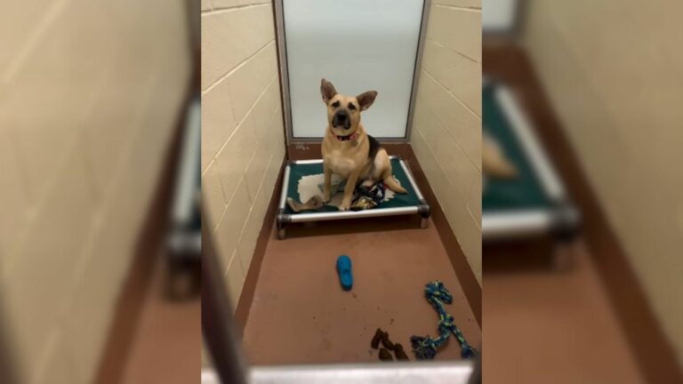 dog in shelter