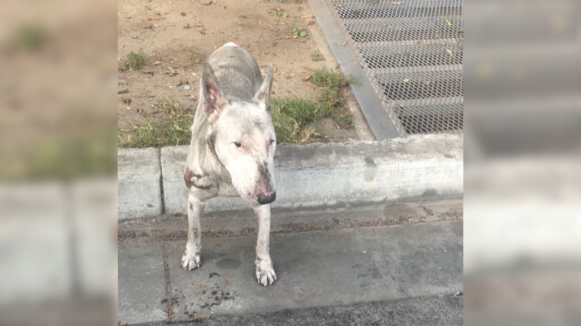 Pup Was Living On A Busy Street In California And Covered In Motor Oil Until Someone Special Came To His Aid