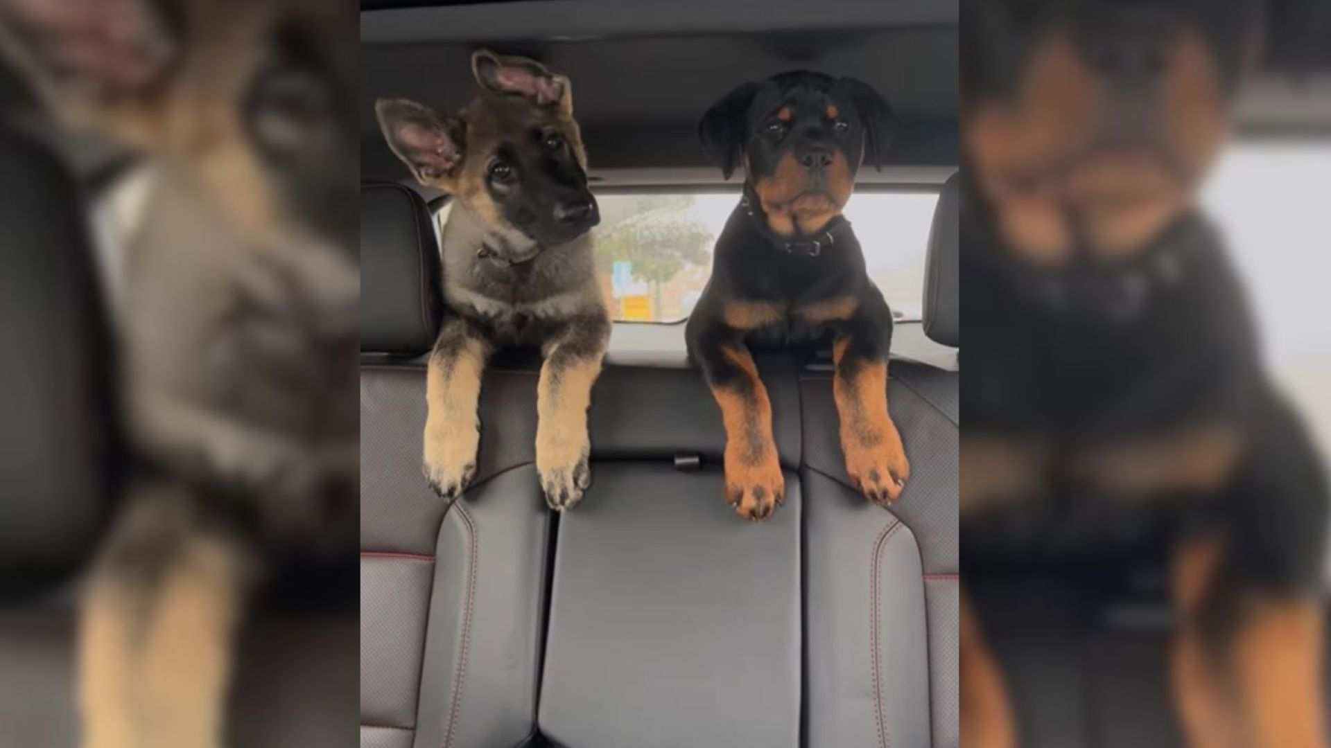 Puppies’ First Car Ride Has Their Tennessee Owner Laughing In Complete Surprise