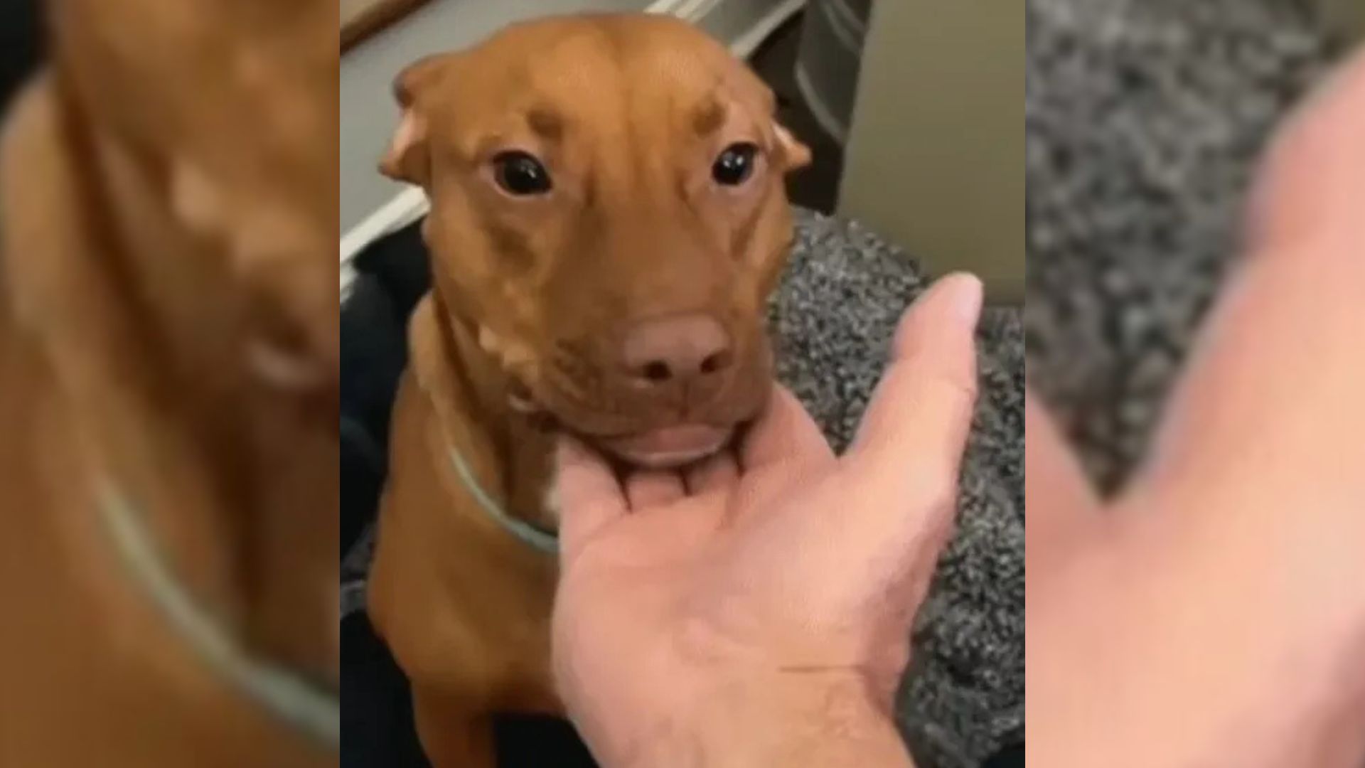 Puppy Forgotten At Florida Shelter Shows Unbreakable Bond With The Family Who Saved Him