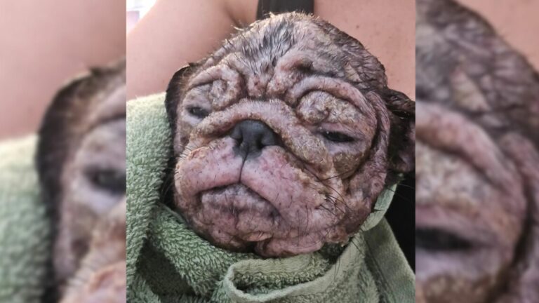 skinned puppy