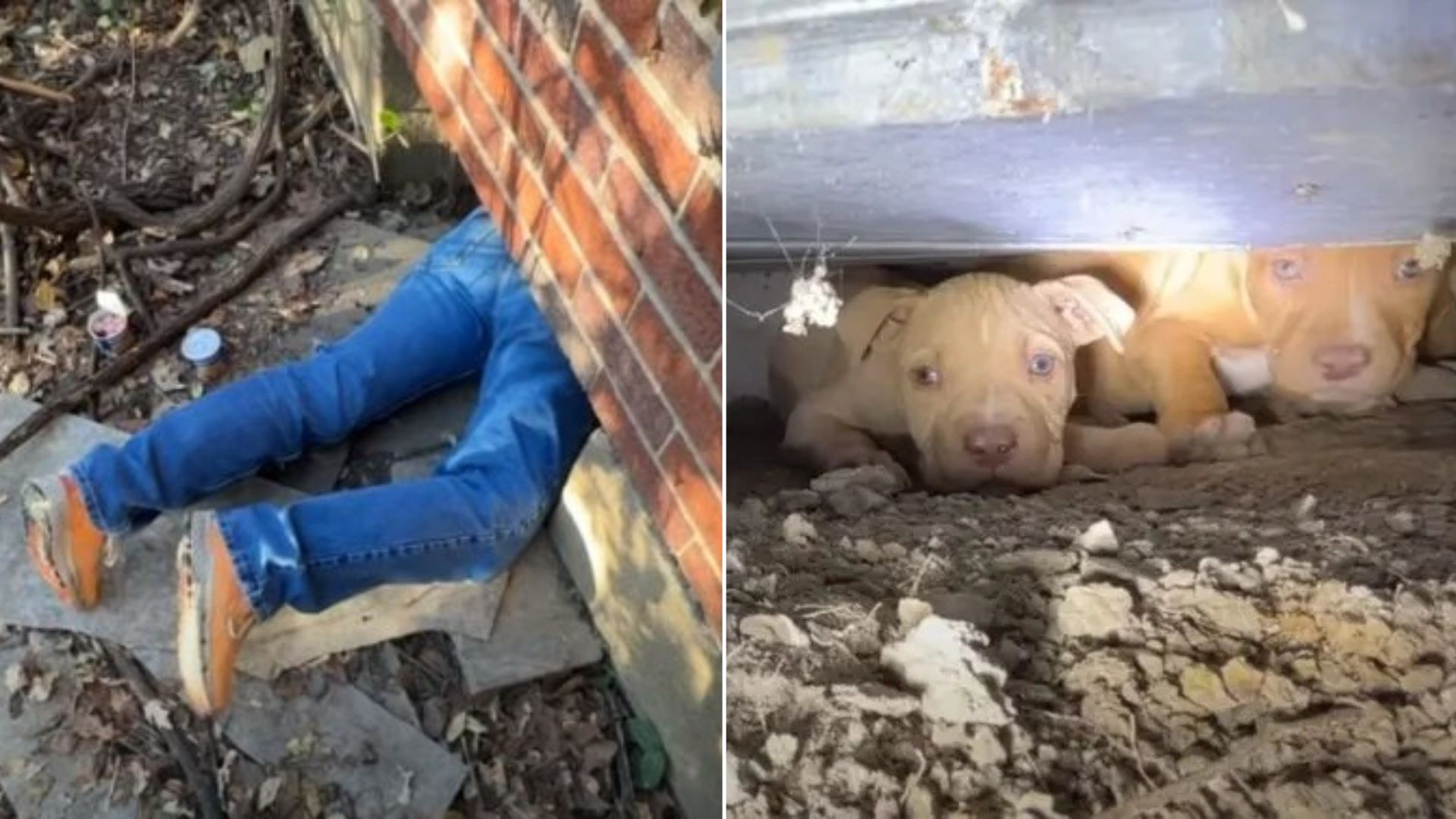 Rescue Mission In Missouri Brings Six Puppies And Their Mother Safely Out Of Cramped Crawlspace