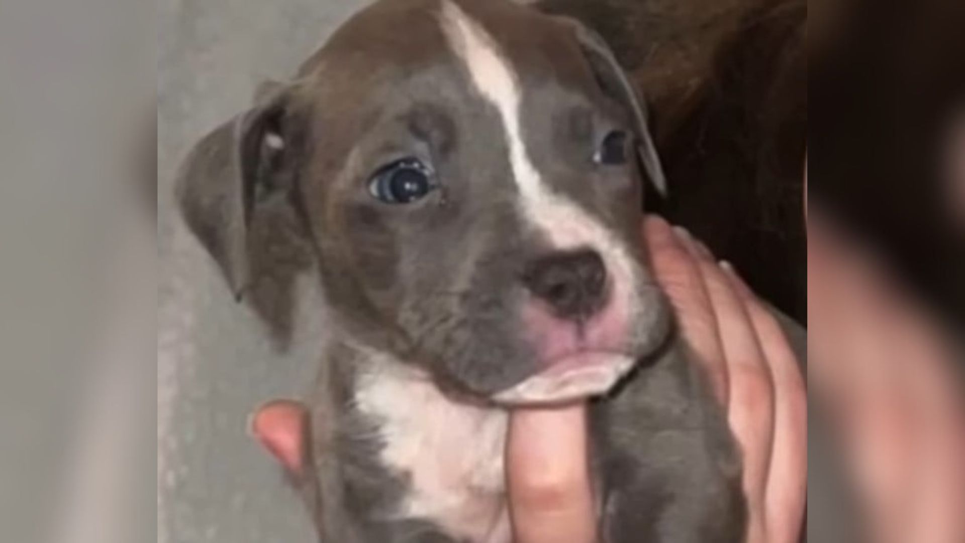 Rescue Pup In Minnesota Refuses To Leave Her Mom’s Side After Being Saved From Abandoned House