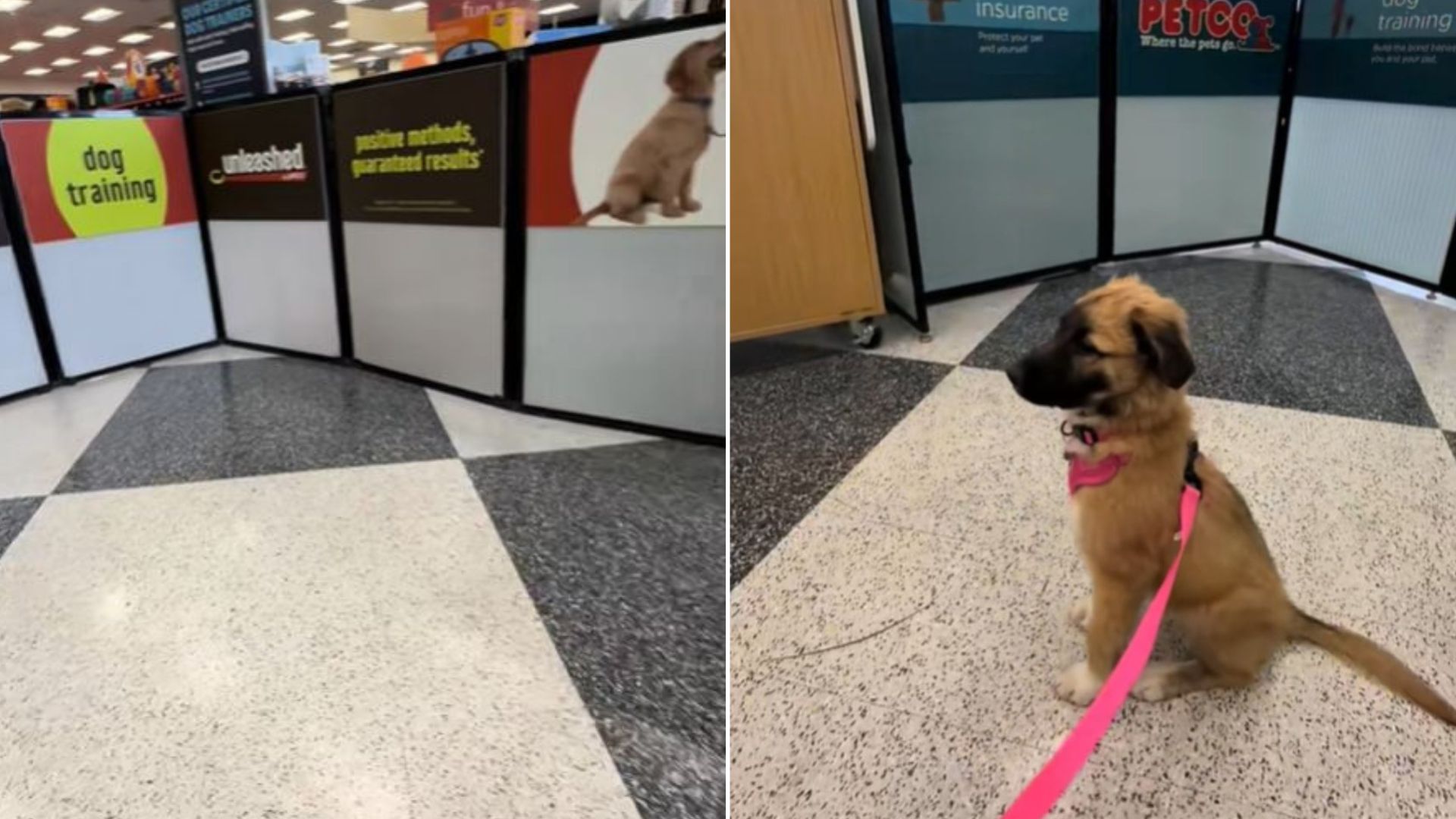 brown dog sitting on the tiles