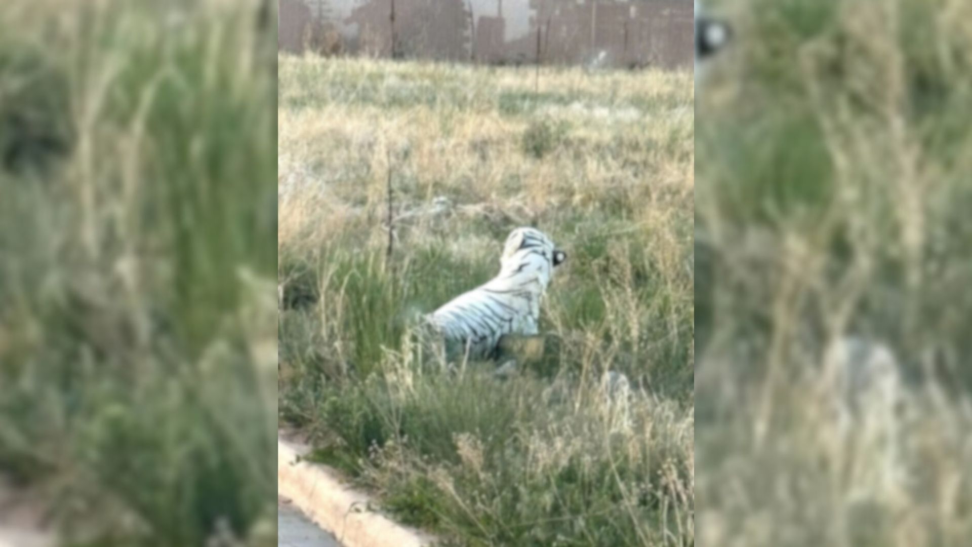 Rescue Team Confronts Mystery On Colorado Roadside And Learns The Truth Is Stranger Than Fiction